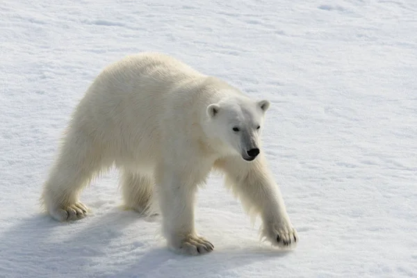 Isbjörn (Ursus maritimus) på packisen norr om Spitsberg Stockbild