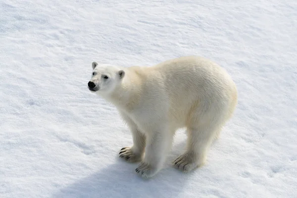 Polar bear (Ursus maritimus) on the pack  ice north of Spitsberg Stock Photo