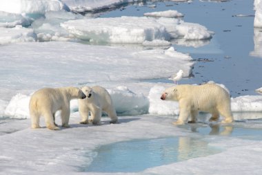 Two polar bear cubs playing together on the ice clipart