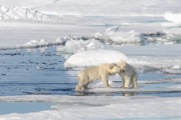 Dois filhotes de urso polar brincando juntos no gelo — Fotografia de Stock