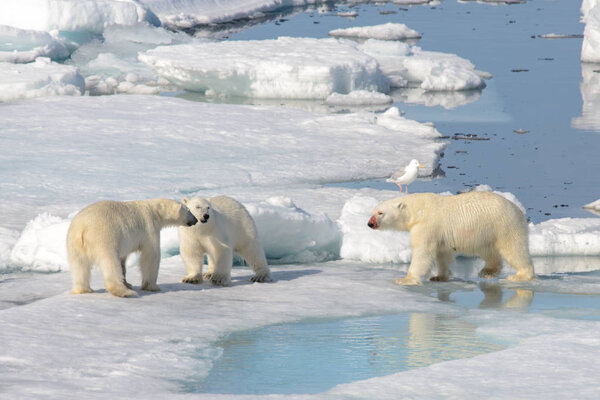 Two polar bear cubs playing together on the ice