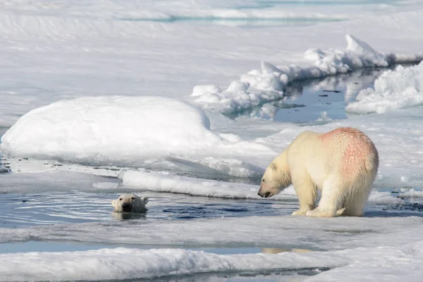 Két jegesmedve kölykök játszanak együtt a jégen — Stock Fotó