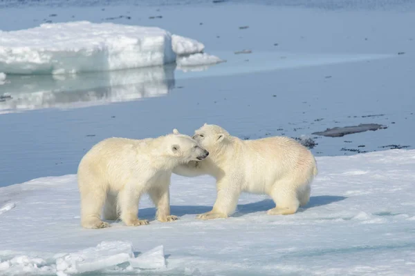 Due cuccioli di orso polare che giocano insieme sul ghiaccio — Foto Stock