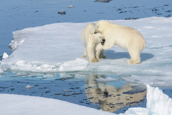 Deux oursons polaires jouant ensemble sur la glace — Photo