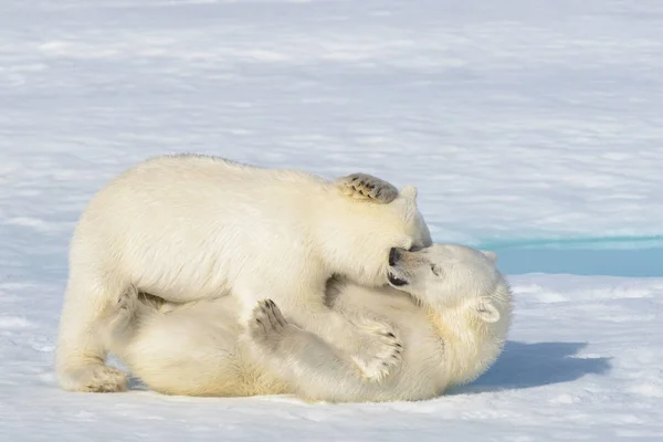 Dvě mláďata ledních medvědů hrát společně na ledě — Stock fotografie