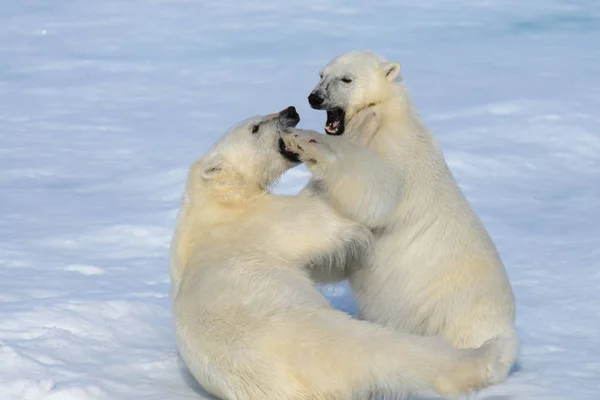 Dvě mláďata ledních medvědů hrát společně na ledě — Stock fotografie