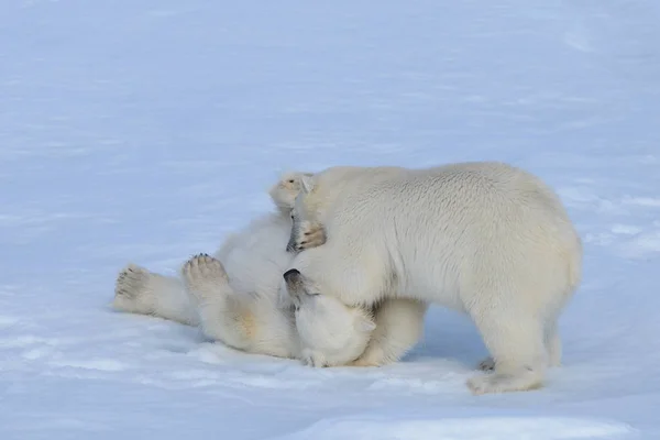 Dos cachorros de oso polar jugando juntos en el hielo —  Fotos de Stock