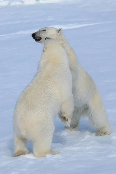 Dos cachorros de oso polar jugando juntos en el hielo — Foto de Stock