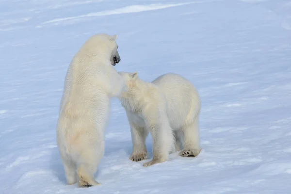 Dos cachorros de oso polar jugando juntos en el hielo — Foto de Stock