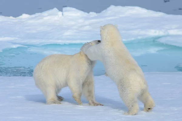 Dos cachorros de oso polar jugando juntos en el hielo —  Fotos de Stock