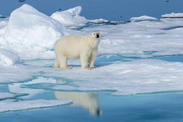 Urso polar no gelo — Fotografia de Stock