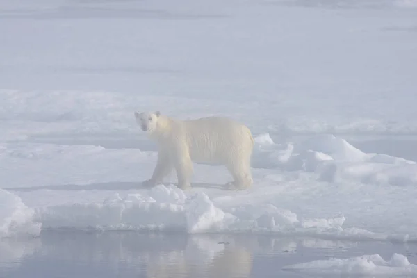 Белый медведь в тумане — стоковое фото