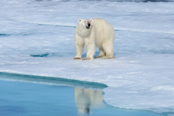 Eisbär auf dem Eis — Stockfoto
