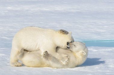 Buz üzerinde birlikte oynayan iki kutup ayısı yavruları