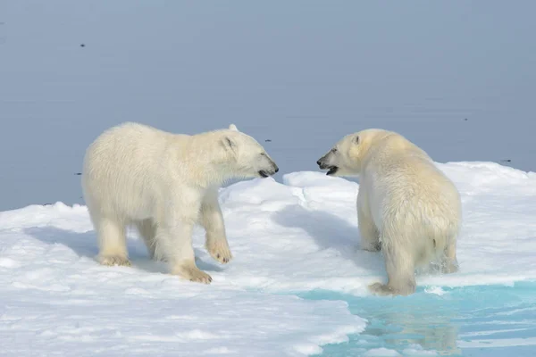 Twee ijsbeer welpen samenspelen op het ijs — Stockfoto