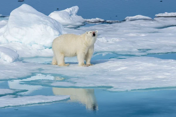 Ijsbeer op het ijs — Stockfoto