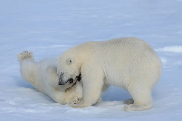 Two polar bear cubs playing together on the ice — Stock Photo, Image