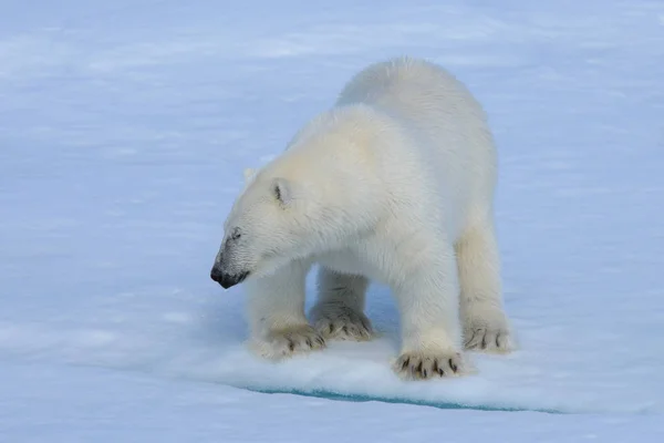 Orso polare sul ghiaccio — Foto Stock