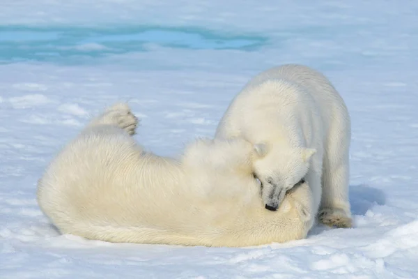 얼음에 함께 재생 두 북극곰 새끼 — 스톡 사진