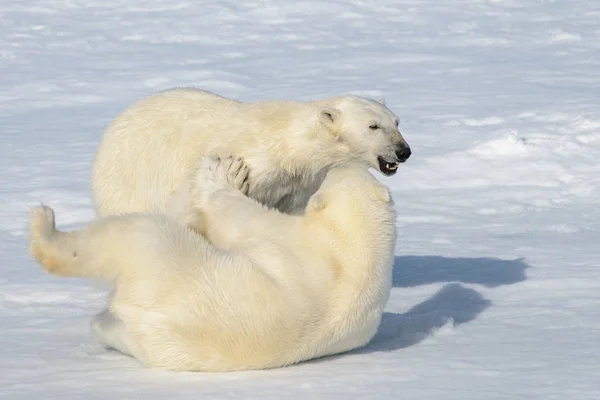 Buz üzerinde birlikte oynayan iki kutup ayısı yavruları — Stok fotoğraf