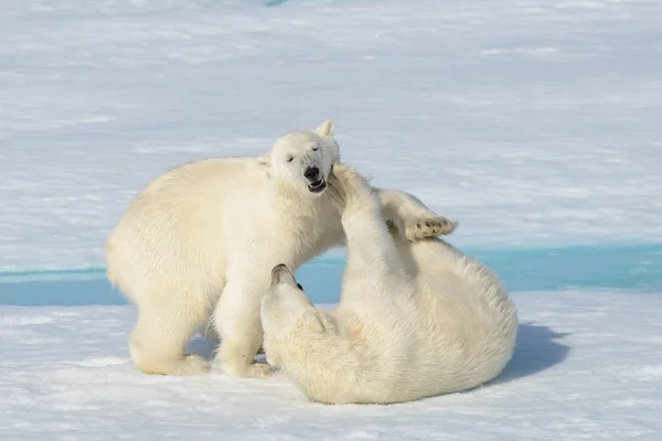 Dos cachorros de oso polar jugando juntos en el hielo — Foto de Stock