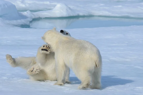 Dois filhotes de urso polar brincando juntos no gelo — Fotografia de Stock