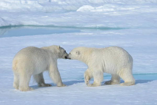 Twee ijsbeer welpen samenspelen op het ijs — Stockfoto