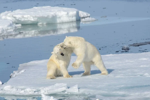 在冰上玩在一起的两个北极熊幼仔 — 图库照片