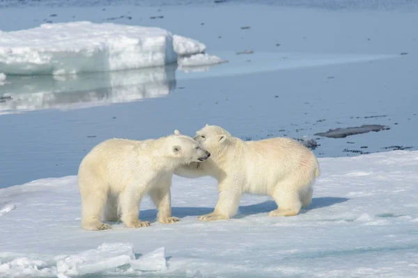 Dois filhotes de urso polar brincando juntos no gelo — Fotografia de Stock