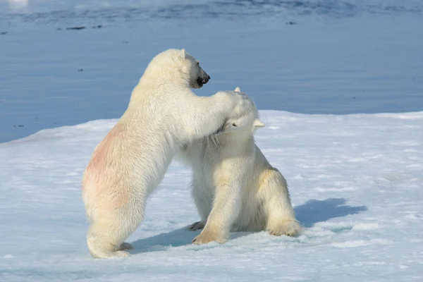 Dos cachorros de oso polar jugando juntos en el hielo — Foto de Stock