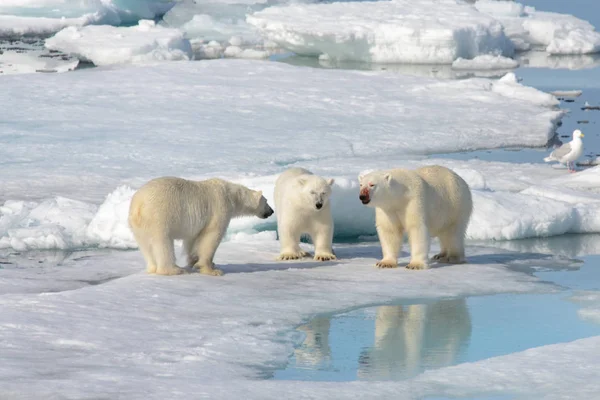 Dois filhotes de urso polar brincando juntos no gelo — Fotografia de Stock