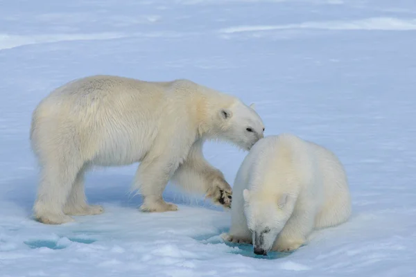 Two polar bear cubs playing together on the ice — Stock Photo, Image