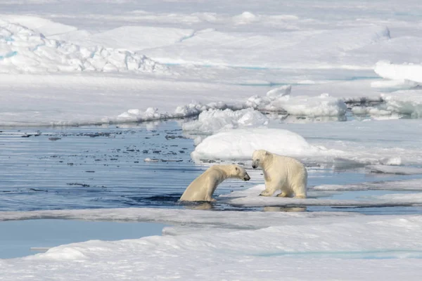 在冰上玩在一起的两个北极熊幼仔 — 图库照片