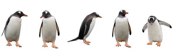 Beyaz izole Gentoo penguenleri 