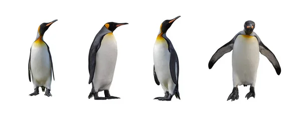 Königspinguine isoliert — Stockfoto