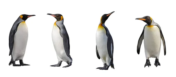 Königspinguine isoliert — Stockfoto