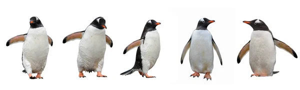 Pingüinos Gentoo aislados en blanco —  Fotos de Stock