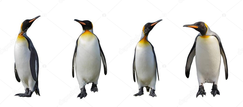 King penguins isolated