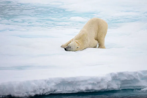 Kutup ayısı ile Arctic karda buzda yalan