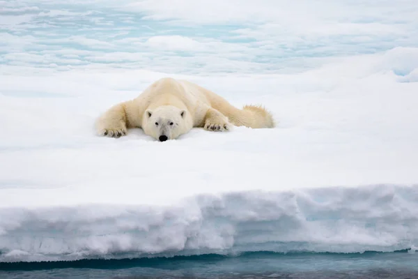 Oso polar tendido sobre hielo con nieve en el Ártico —  Fotos de Stock