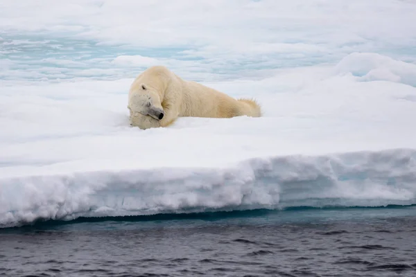 Urso polar deitado no gelo com neve no Ártico — Fotografia de Stock