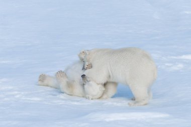 Kuzey Svalbard 'daki buz kütlesi üzerinde oynayan iki genç kutup ayısı yavrusu.