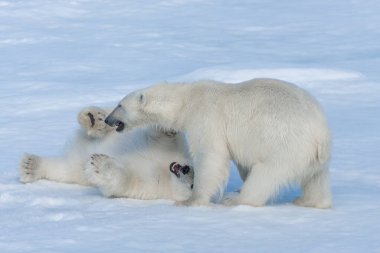 Kuzey Svalbard 'daki buz kütlesi üzerinde oynayan iki genç kutup ayısı yavrusu.