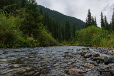 yaz aylarında ormanda küçük bir nehir