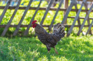 Yeşil çimenlerin üzerinde horoz