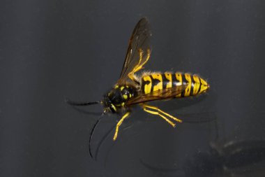 Gri arkaplanda eşek arısının yakın plan görüntüsü