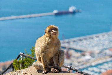 Maymun, Cebelitarık 'ta deniz gemisi ve dağ ile oturuyor.