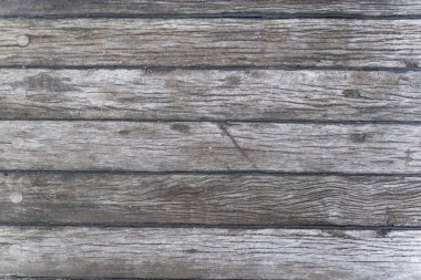 Gri arkaplanda eşek arısının yakın plan görüntüsü