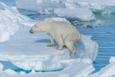 Vahşi kutup ayısı (Ursus maritimus) Spitsbergen Adası 'nın kuzeyindeki buz kütlesine gidiyor.