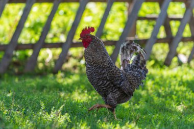 Yeşil çimenlerin üzerinde horoz